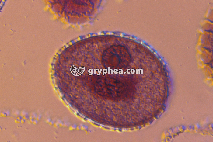 Pollen de Lys dans une anthère (étamine) x300 - gryphea.com